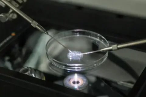 Powrót do dofinansowania in vitro w ramach polityki demograficznej rządu Tuska. Precyzyjne zabiegi w szalce Petriego.