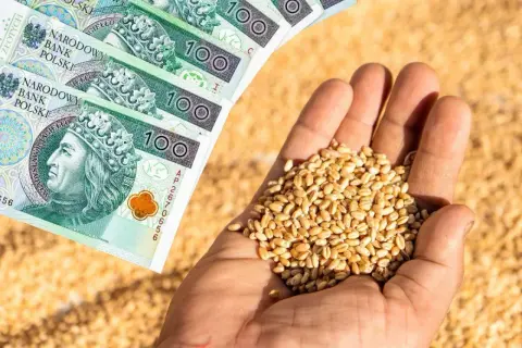 Dłonie trzymające ziarno pszenicy obok banknotów 100 zł. Symbol wsparcia dla rolników i dopłat do zboża.