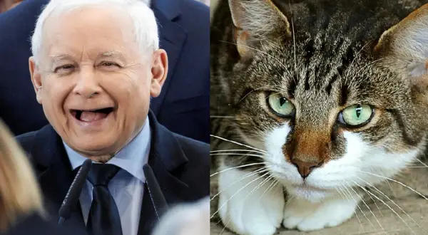 Czy Kaczyński ma kota? Oto co warto wiedzieć o jego pupilach
