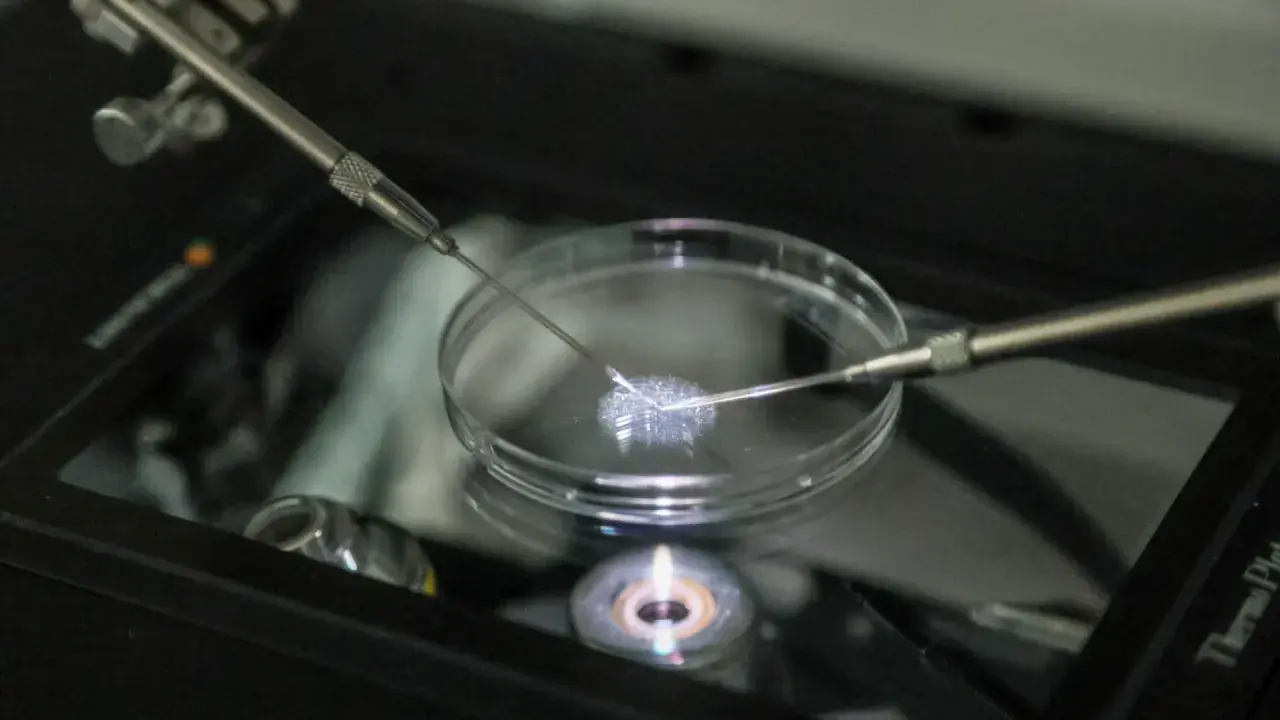 Powrót do dofinansowania in vitro w ramach polityki demograficznej rządu Tuska. Precyzyjne zabiegi w szalce Petriego.